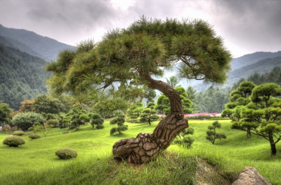 photos zen...